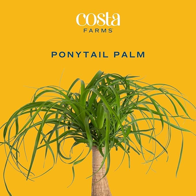 Costa Farms Ponytail Palm Bonsai, Easy to Grow Live Indoor Plant in Indoors Garden Planter Pot, Air Purifying Houseplant, Housewarming, Birthday Gift, Office, Home, and Room Décor, 1 Foot Tall