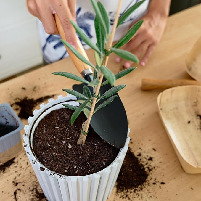 Premium Olive Tree Potting Mix 4qt, Uesed for The Propagation of Olive Trees by Cuttings or Seeds, Suitable for Planting, Repotting, and Growing Houseplant