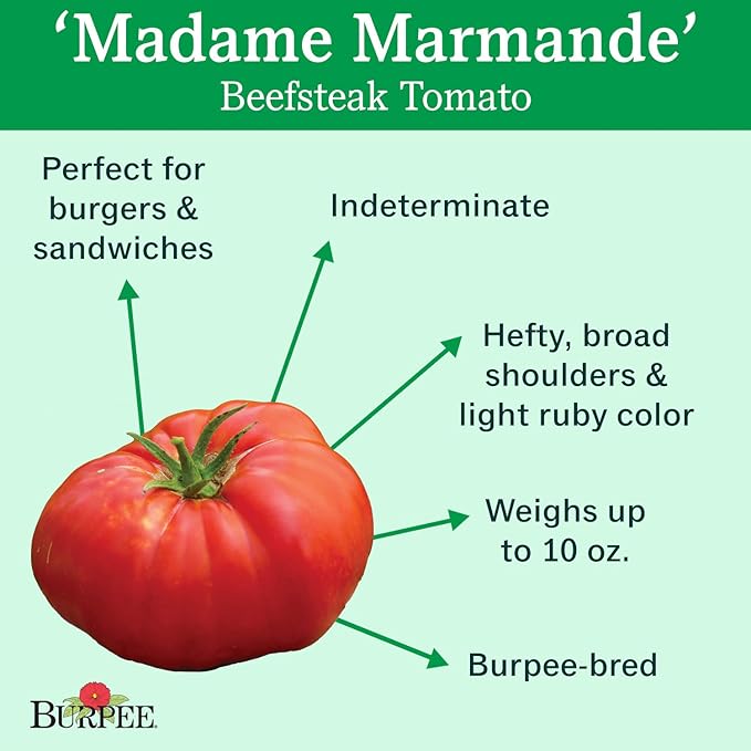 Burpee 'Madame Marmande' Hybrid | Red Beefsteak Slicing Tomato | 30 Seeds