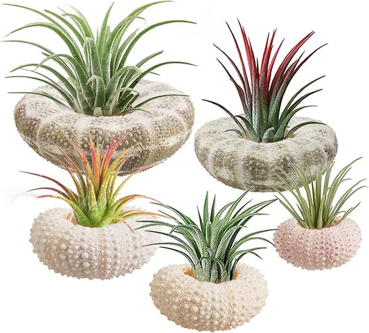 5 Pack Mini Sea Urchin Shell Air Plant Holders- 1.4-3.7 Inch Decorative Airplant Pot, Tabletop Air Tillandsia Succulent Display Container for Home Garden Decor Beach Theme Party Favors (No Plants)