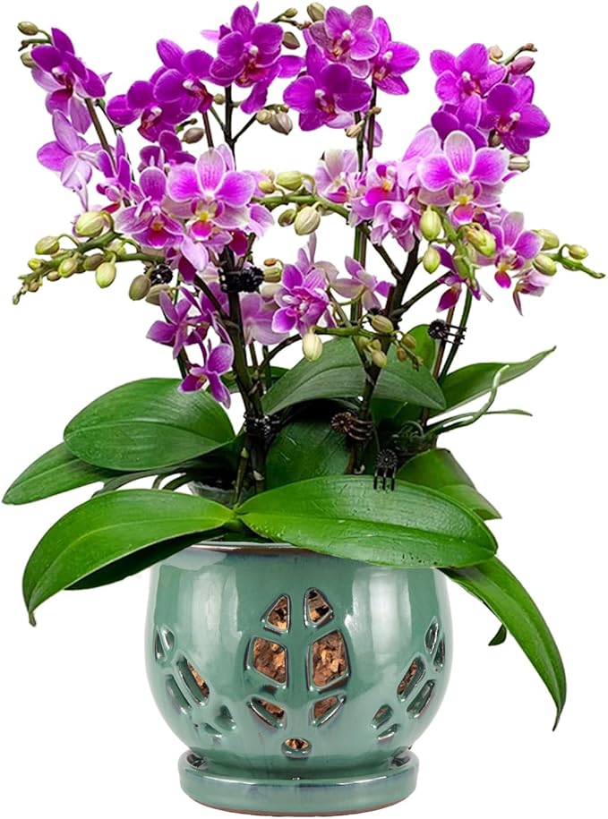 W&W Orchid Pot with Holes and Saucer for Repotting, Green, 6.5 Inches