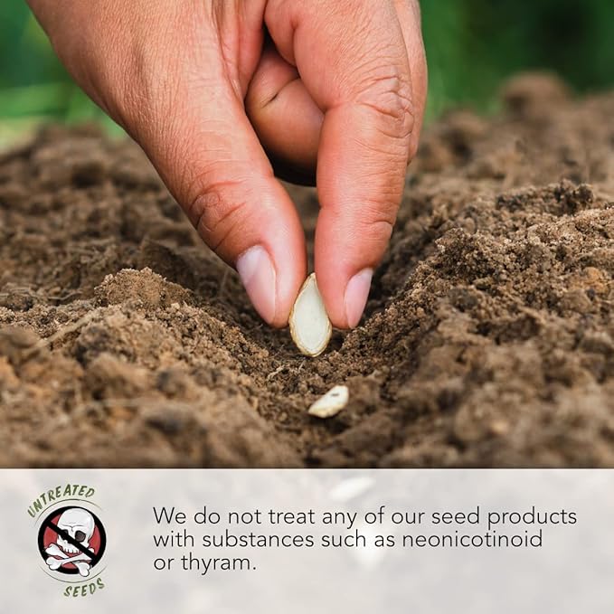 Seed Needs 10,000+ Common Dandelion Herb Seeds for Planting - Non-GMO, Heirloom & Untreated - Organically Grow a Home Grown Herb & Vegetable Garden (Bulk) Great for Salads