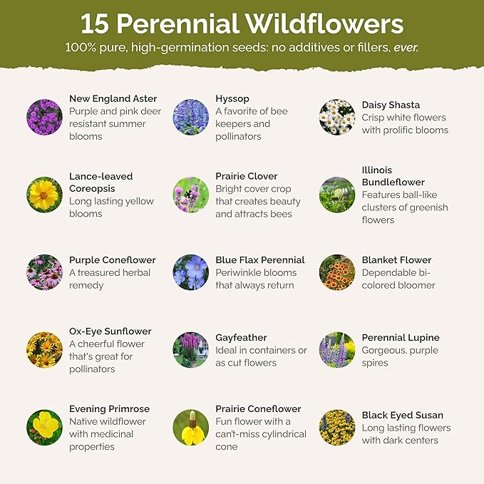 Eden Brothers Midwest All Perennial Wildflower Mixed Seeds for Planting, 1/4 lb, 120,000+ Seeds with Hyssop, Shasta Daisy | Attracts Pollinators, Plant in Spring or Fall, Zones 3, 4, 5, 6, 7, 8, 9, 10