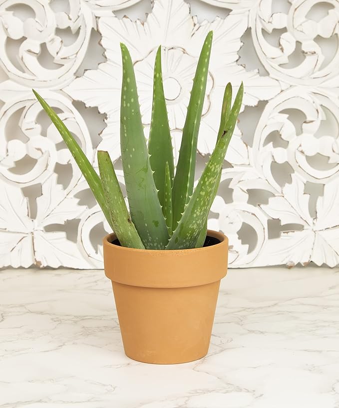 Aloe Vera Plant Live Succulent Plants, Live Aloe Plant in Clay Pot, Live Aloe Vera Plant Succulents, Aloe Plants Live Indoor Plants, Live Aloe Vera Plant Indoor House Plants by Plants for Pets