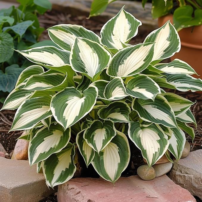 Hosta Mix Plant Seeds for Planting | Shade-Loving Perennial | Ideal for Borders, Garden Beds, and Containers (Pack of 100 Seeds)