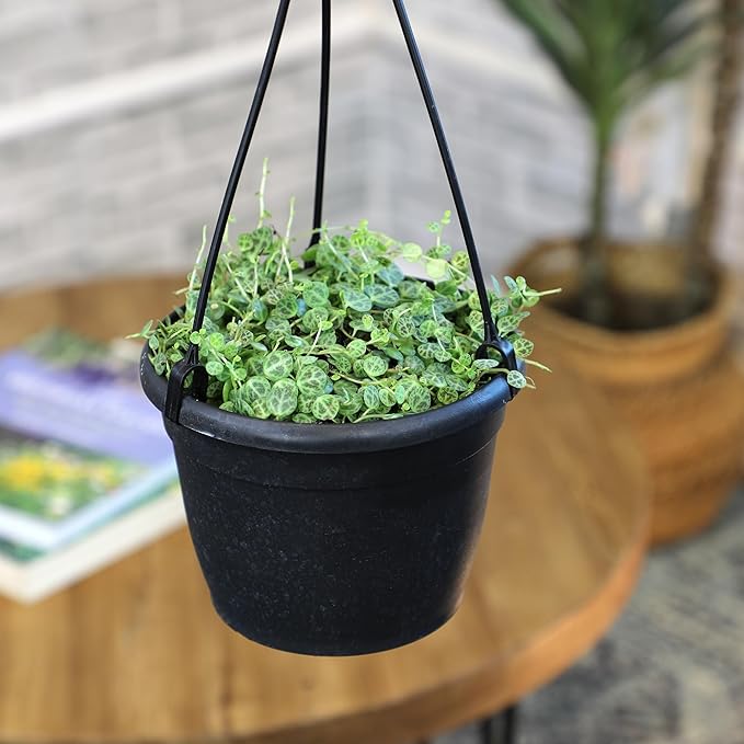 String of Turtles Live Plant Hanging Basket, Peperomia prostrata, Live Succulents Plants Live Houseplants, House Plants Indoors Live Indoor House Plants, Peperomia Live Plant Basket by Plants for Pets
