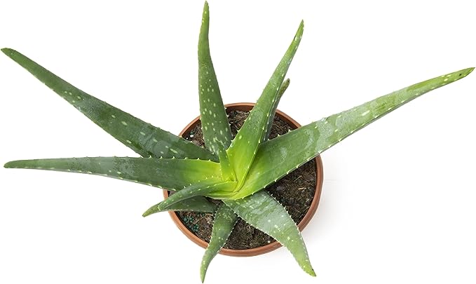 Live Aloe Vera Plant Live Succulents Plants Live Plants (6 in), Aloe Plant Live Succulent Plants Live Aloe Plants Live Houseplants, Aloe Vera Plant Indoor Succulents Indoor Plants by Plants for Pets