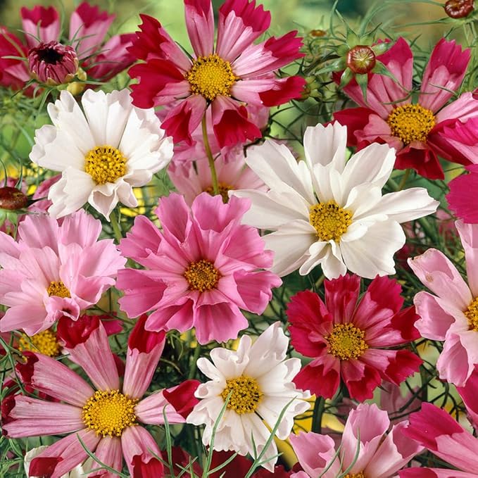 Outsidepride 250 Seeds Annual Cosmos Bipannatus Sea Shells Cut Flower Seed Mix for Planting