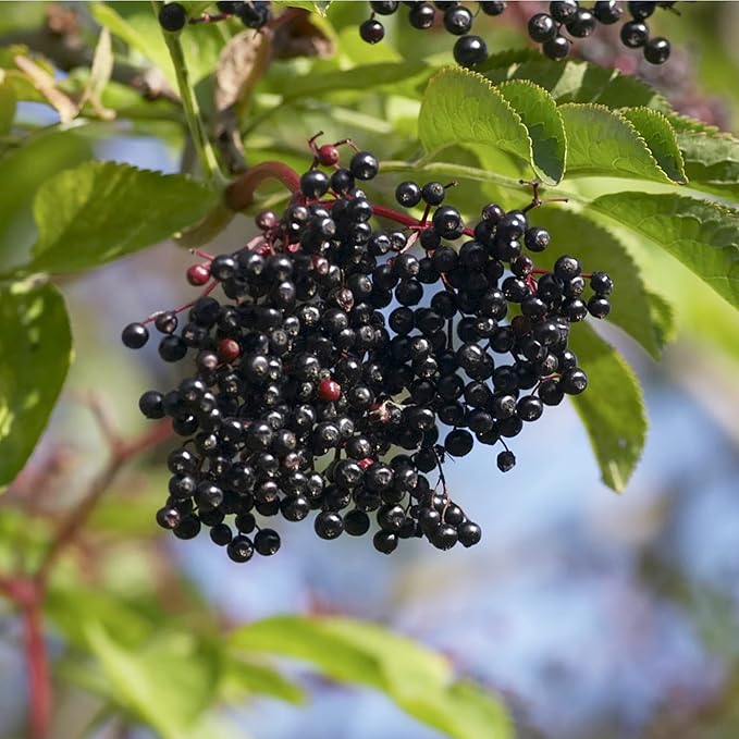 YEGAOL Garden Elderberry Seeds 100Pcs Fruit Seeds Sambucus Nigra Shrub Woody Perennial Non-GMO Home Garden Backyard Plant