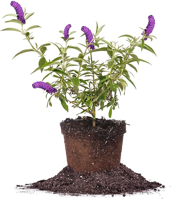 PERFECT PLANTS Black Knight Butterfly Shrub 1 Gallon | Live Bush for Outdoor Planting | Attracting Pollinators Like Butterflies, Bees, and Hummingbirds | Beautiful Dark Purple Flowers in Summer