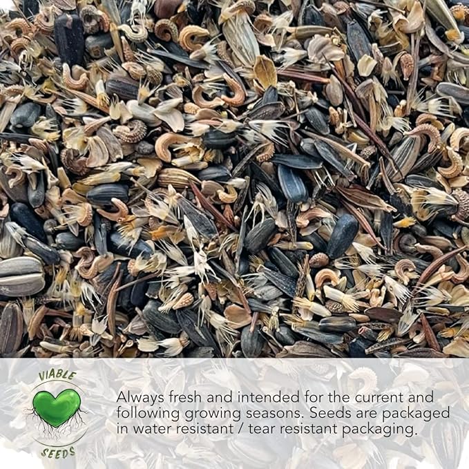 Seed Needs, Sunset Blend Sunflower Seeds - 150 Heirloom Seeds for Planting Helianthus annuus - Annual Flower to Grow a Butterfly Garden & Attract Pollinators, Makes a Great Cut Flower (Small Pack)