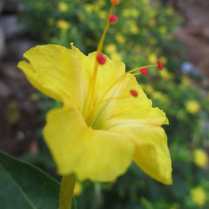 Outsidepride 1 lb. Perennial Mirabilis Jalapa Four O' Clock Yellow Flower Seeds for Planting
