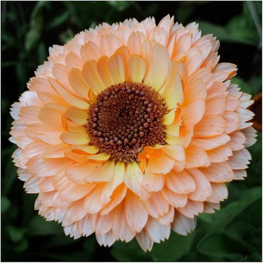 Seed Needs, 1000+ Calendula Pink Surprise Seeds (Calendula officinalis) Non-GMO Wildflowers - Butterfly and Bee Attracting! - Bulk
