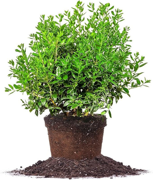 Needlepoint Holly - Size: 1 Gallon, Live Plant, Includes Special Blend Fertilizer & Planting Guide