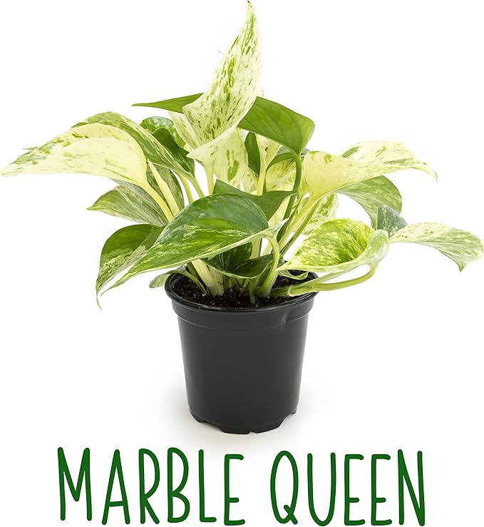 Altman Plants, Live Pothos Plants (4PK) Indoor Plants Live Houseplants, Pothos Live Plant House Plants Indoors Live Plants, Money Plant Indoor Pothos Plant Decor, Devils Ivy Trailing Plants Live