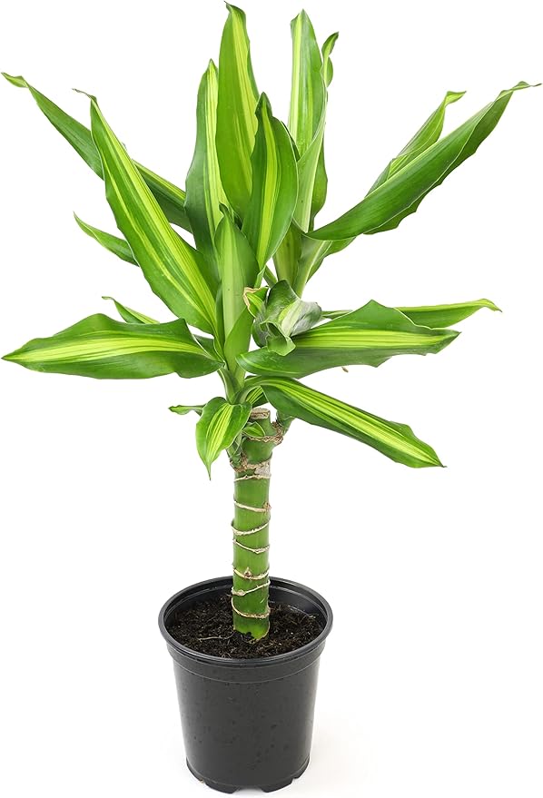 Dracaena Steudneri Moonlight 4 Pack House Plant, 4 Inch Pots for Plants, Dragon Tree Plants for Delivery Prime, Low Light House Plants, Live Plants Indoor Plants Live Houseplants by Plants for Pets