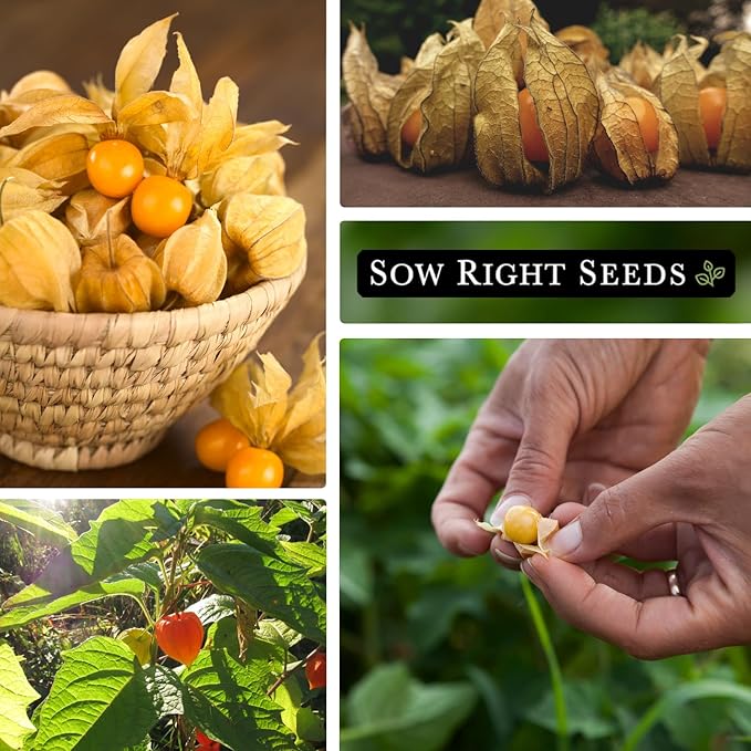 Sow Right Seeds - Ground Cherries Seeds for Planting - Non-GMO Heirloom Packet with Instructions to Plant an Outdoor Home Vegetable Garden - Mexican Husk Tomato - Endangered Variety (1)