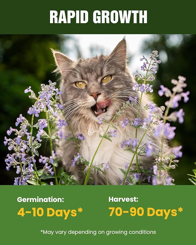 Cat Grass Seeds for Indoor Cats - Plant Catnip and Oat Grass, Heirloom Seed Packet for Indoor Planting Fun