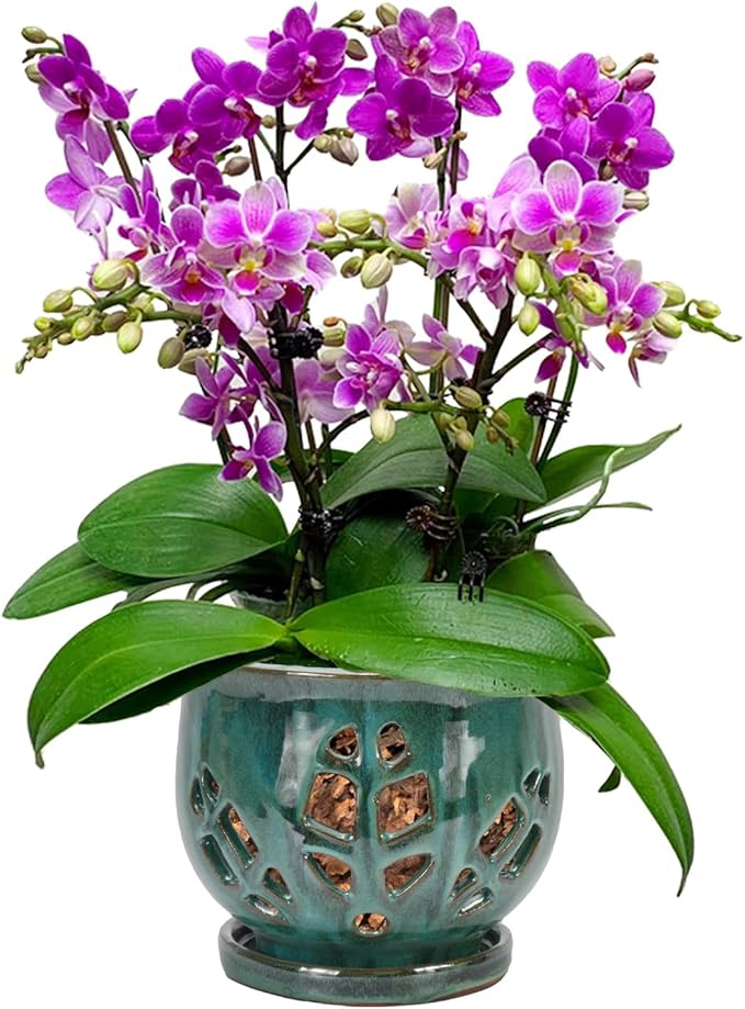 W&W Orchid Pot with Holes and Saucer for Repotting, Green Mix, 6.5 Inches