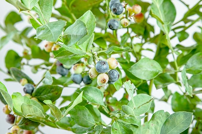 Perfect Plants Powder Blue Blueberry Live Plant, 3 Gallon, Includes Care Guide