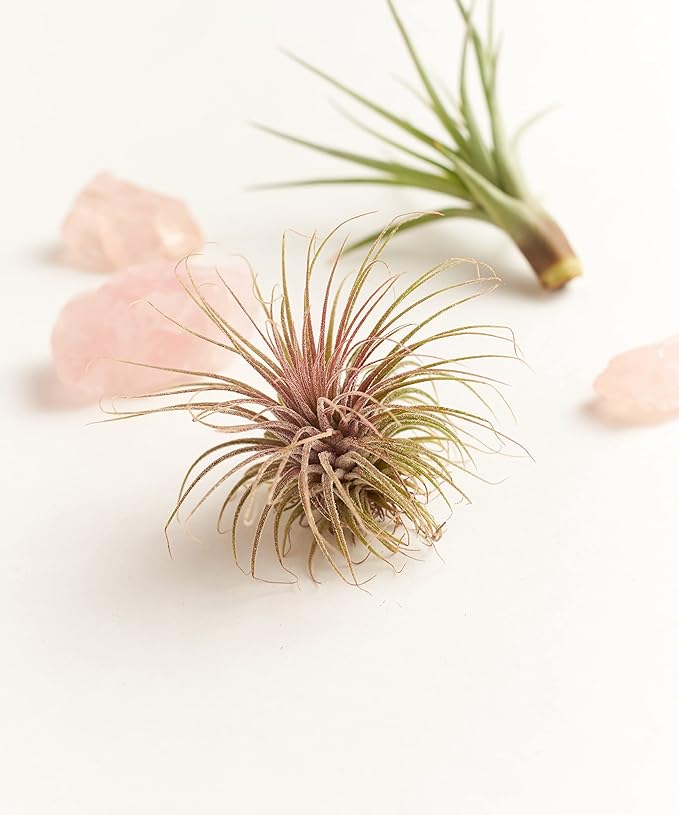 Shop Succulents | Assorted Collection of Live Air Plants, Hand Selected Variety Pack of Air Succulents | Collection of 6