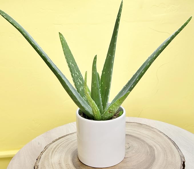 Aloe Vera Plant Live Succulent Plants (3 Pack), Live Aloe Vera Plant Succulents, Live Aloe Plant in Aloe Plant Pot, Aloe Plants Live Indoor Plants, Succulents Live House Plants by Plants for Pets