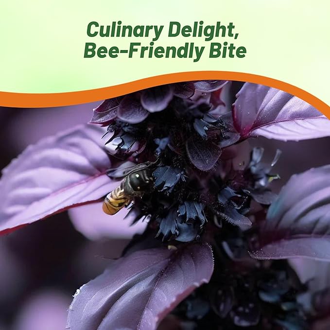 Outsidepride Dark Opal Basil Seeds – 2000 Pieces Annual Purple Basil Herb Seeds, Non-GMO, Ideal for Indoor & Outdoor Gardens, Aromatic Herb Borders for Fresh Flavor & Fragrant Foliage (AAS Winner)