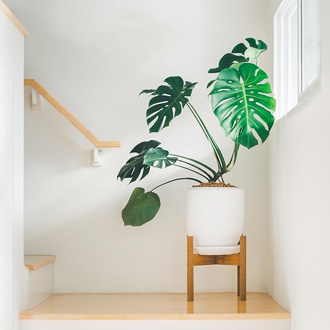 Monstera Houseplant Potting Soil Mix (30 Quarts), Custom Blend for Growing and Repotting