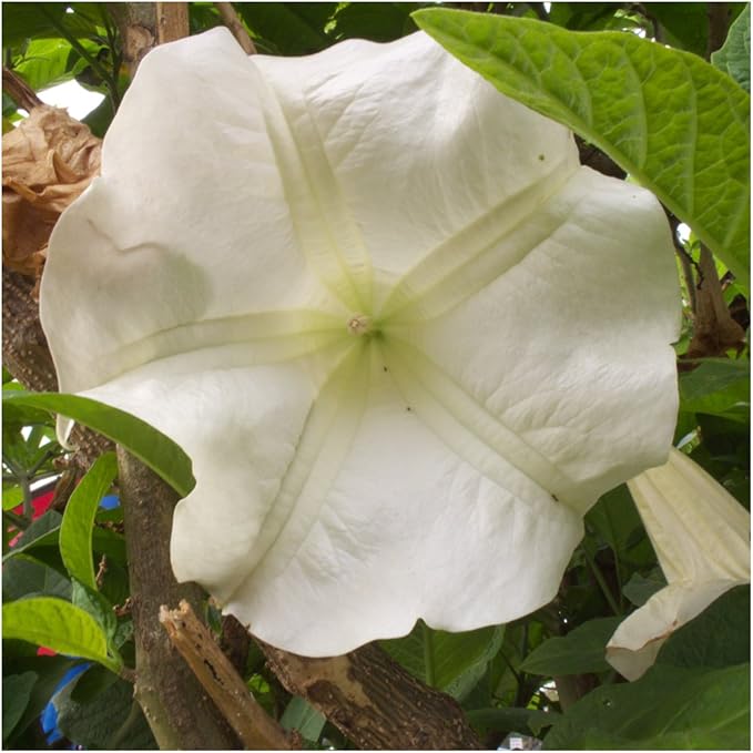 Seed Needs, 1 Ounce 150+ White Moonflower Flower Seeds for Planting (Ipomoea Alba) Tall Annual White Moon Flowers Attract Bees, Hummingbirds and Butterflies/Monarchs - Bulk