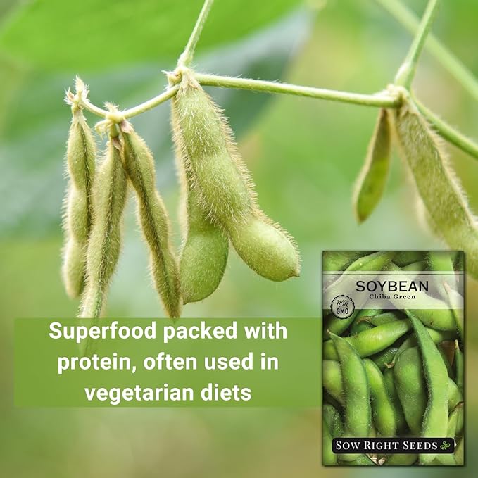 Sow Right Seeds - Chiba Green Soybean Seeds for Planting - Non-GMO Heirloom Packet with Instructions to Plant Vegetable Garden - Old Fashioned Bush Variety for Edamame - Wonderful Gardening Gift (1)