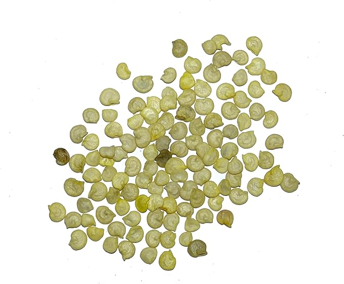 Seed Needs Rainbow Bell Pepper Seeds for Planting - Non-GMO, Heirloom & Untreated - Organically Grow a Home Grown Garden Outdoors for Healthy Vegetables (5 Packs)