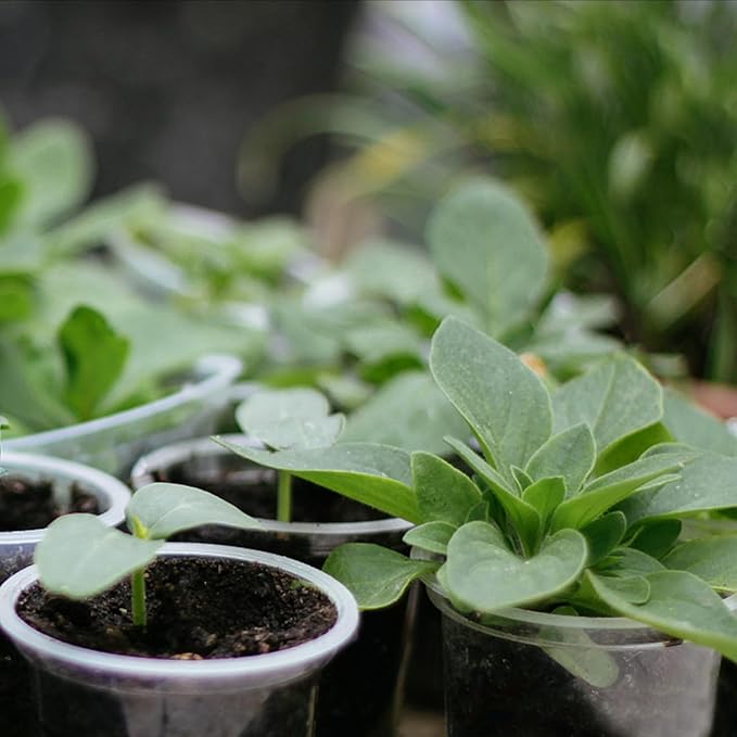 36 Pack 7 Inch Clear Nursery Pots, 1 Gallon Clear Plastic Nursery Pot for Plants, Durable Seed Starting Pot with Drainage Holes, Flexible Transparent Pot for Succulents