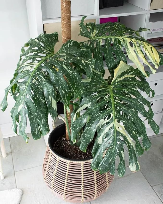 Premium Thai Constellation Monstera Potting Mix - Retains Moisture and Promotes Healthy Root Growth by Gardenera - 5 Quart