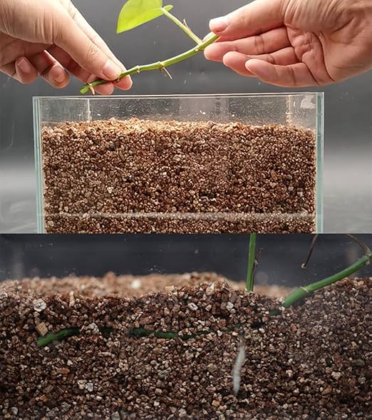 Organic Vermiculite 2 qt by Doter, Increases Water and Nutrient Retention and Aerates The Soil, Perfect for Root Cuttings, Seed Germination, Arranging Flowers, and Bedding for Invertebrates