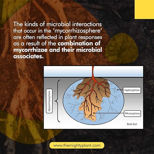 Organic MycoRoots Ultra-Concentrated Mycorrhizal Fungi Root Enhancer – 500 Spores/Gram for Optimal Plant Growth & Health | Boost Soil Nutrient Absorption (1, Pounds)