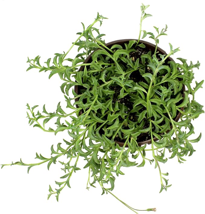 String of Dolphins Plant Live Succulents, Succulents Plants Live in Hanging Planter, Succulents Live Plants Indoor Plants Live Houseplants, Hanging Plants Live Succulent Plants Live by Plants for Pets