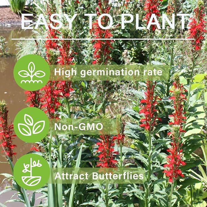 200+Perennial Red Cardinal Flower Seeds for Planting Outdoors-Wild Cardinal Flower Attracts Bees&Butterflies Fragrant Butterfly