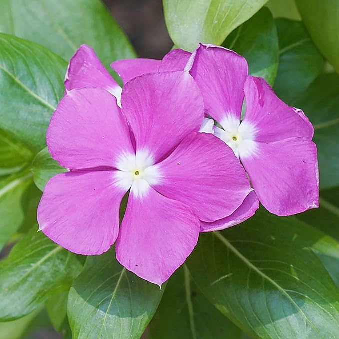 Catharanthus Roseus Seeds Rosy Periwinkle Perennial Annual Attracts Butterflies Rabbit Resistant Borders Patio Containers Outdoor 100Pcs Mixed Colors Flower Seeds by YEGAOL Garden