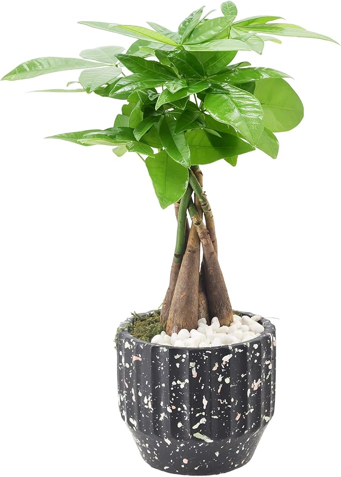 Money Tree Live Indoor Plant in 5 in. Speckled Splash Ceramic Planter, Black ***Cannot Ship to Hawaii***