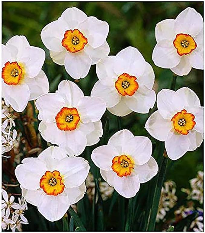 10 Tete a Tete Narcissus Bulbs - Top Size Daffodil Bulbs