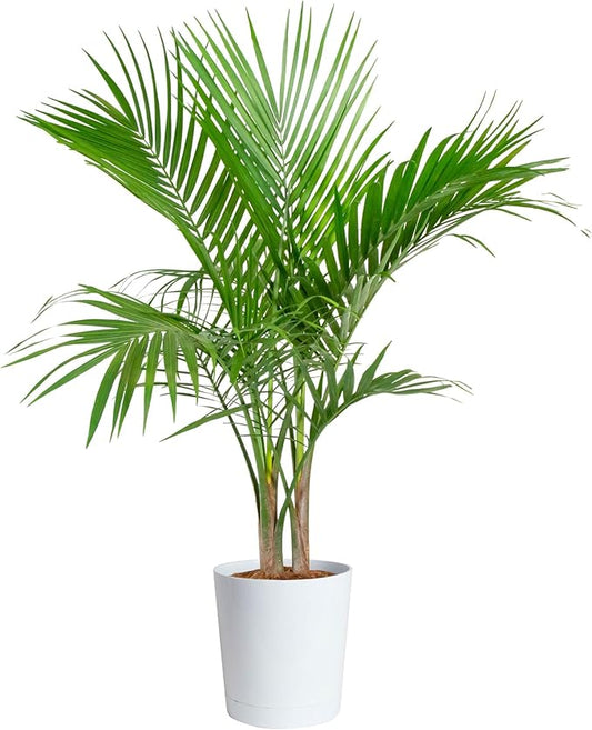 Costa Farms Majesty Palm Live Plant, Indoor and Outdoor Live Palm Tree, Potted in Natural Plant Pot, Tropical Patio, Balcony, Home and Room Decor, Houseplant Gift for Housewarming, 3-4 Feet Tall