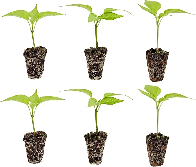 Bonnie Plants Jalapeno Pepper Plug, Live Plant, A Popular Chile Pepper, Full Sun, 3 Cubic in., 6 Pack