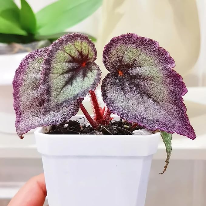 Coleus Seeds - Non-GMO Heirloom Seeds for Planting Powder Edge Blade Coleus Plants Rare Flower & Herb Low-Maintenance