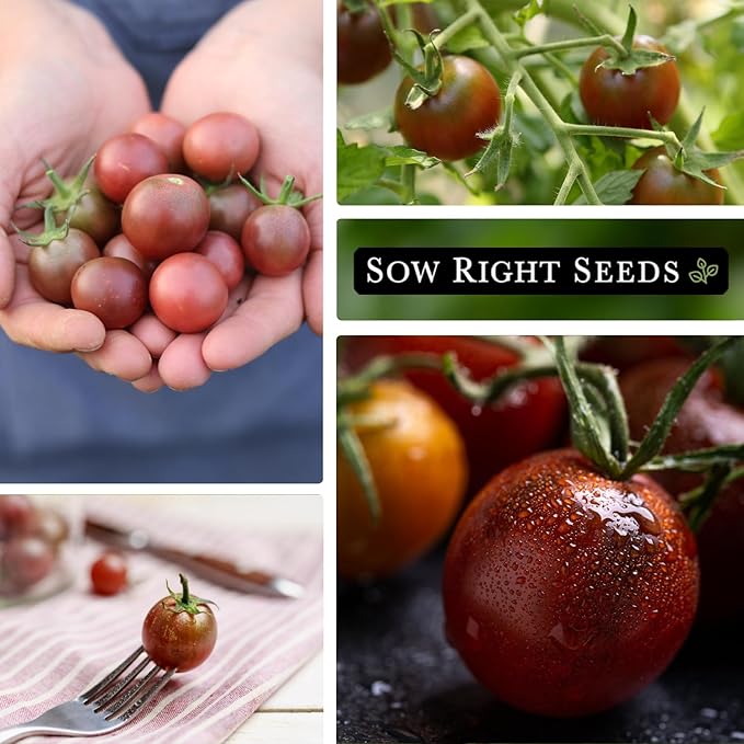 Sow Right Seeds - Black Cherry Tomato Seeds for Planting - Non-GMO Heirloom Packet with Instructions to Plant a Home Vegetable Garden - Tasty Snacking Variety, Start Indoors - Indeterminate (2)