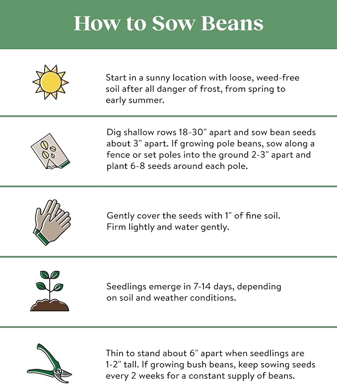 Burpee Stringless Green Pod Bush Bean Seeds 8 ounces of seed