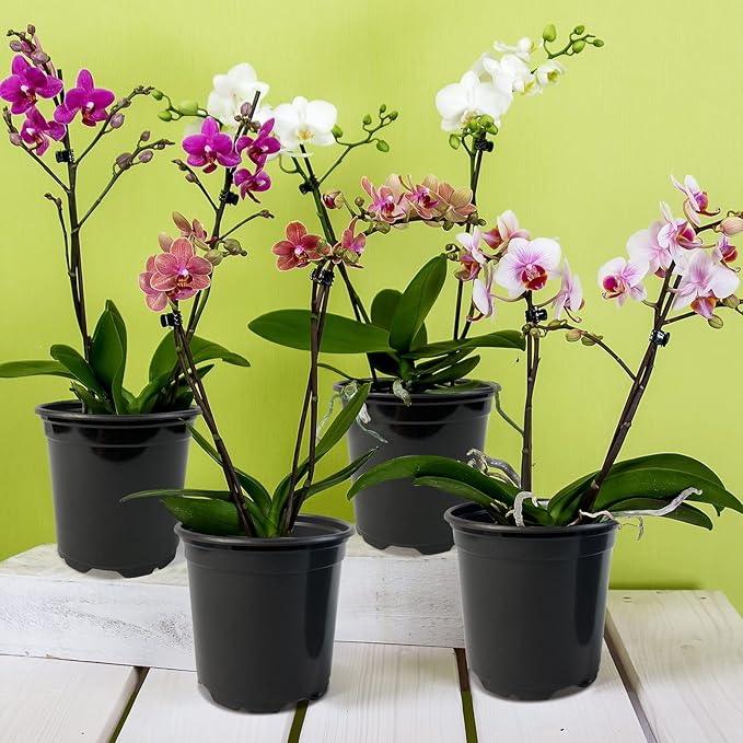 RAOOKIF 50 Pack Nursery Pots, 3 Inch Nursery Pot for Plants, Small Plastic Plant Pots with Drainage Holes, Garden Flower Pots for Transplanting, Succulents, Cuttings, Seedlings(3inch,50pcs)