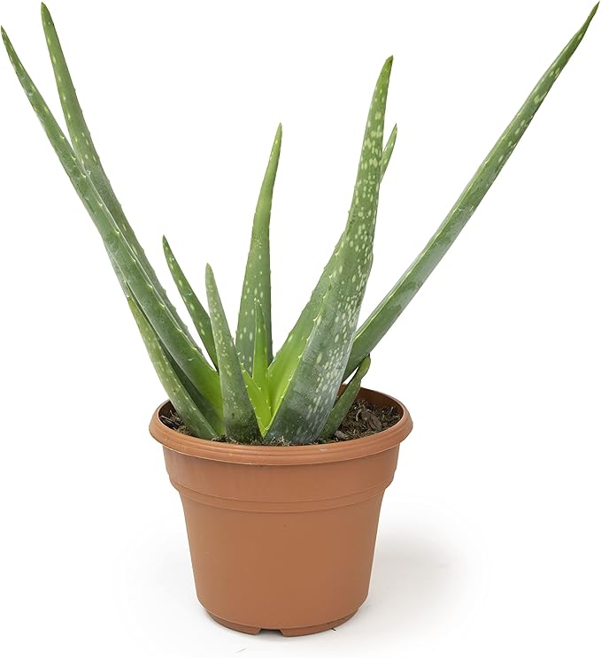 Live Aloe Vera Plant Live Succulents Plants Live Plants (6 in), Aloe Plant Live Succulent Plants Live Aloe Plants Live Houseplants, Aloe Vera Plant Indoor Succulents Indoor Plants by Plants for Pets