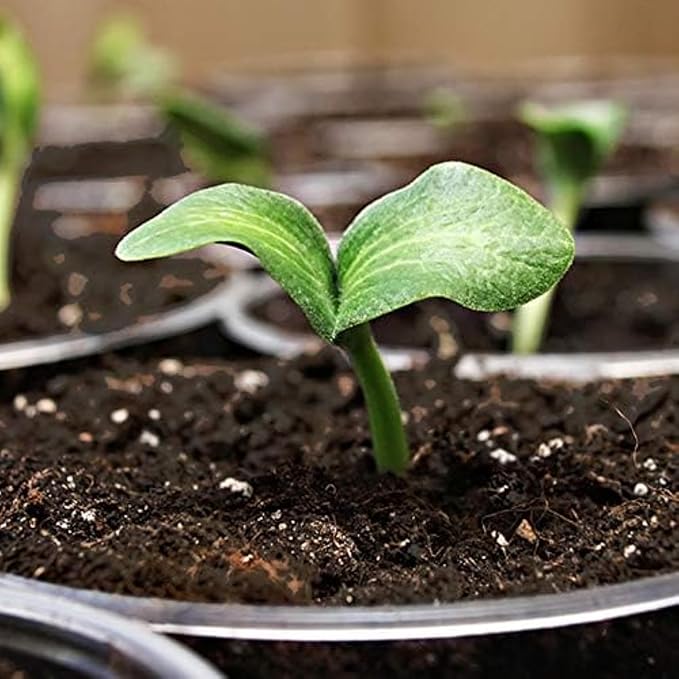 Coast of Maine, 8qt (Pack of 4) Sprout Island Blend, Organic & Natural Seed Starter for Seed Germination & Root Plant Cuttings