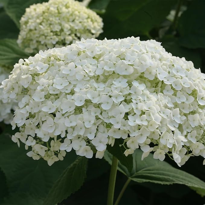 5 Gallon Proven Winners Hydrangea Incrediball