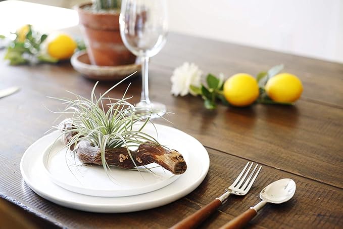 Shop Succulents | Good Juju Tropical Tillandsia Air Plant Kit, Hand Selected Variety 4 Pack